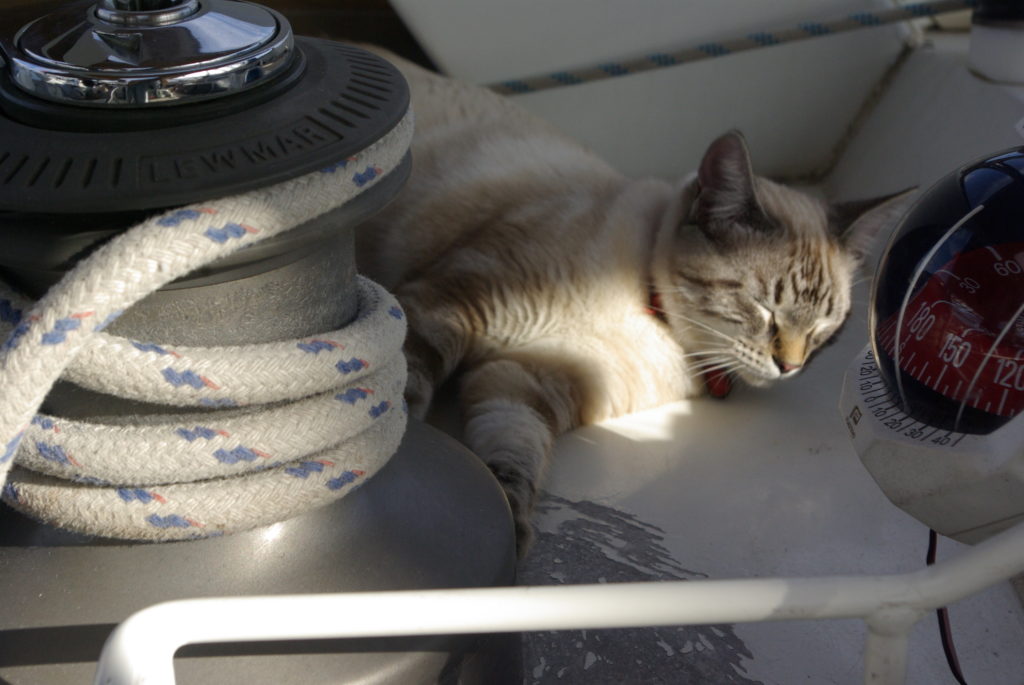 Manouche, capitaine du Poulpe, faisant la siesta sur Lucy